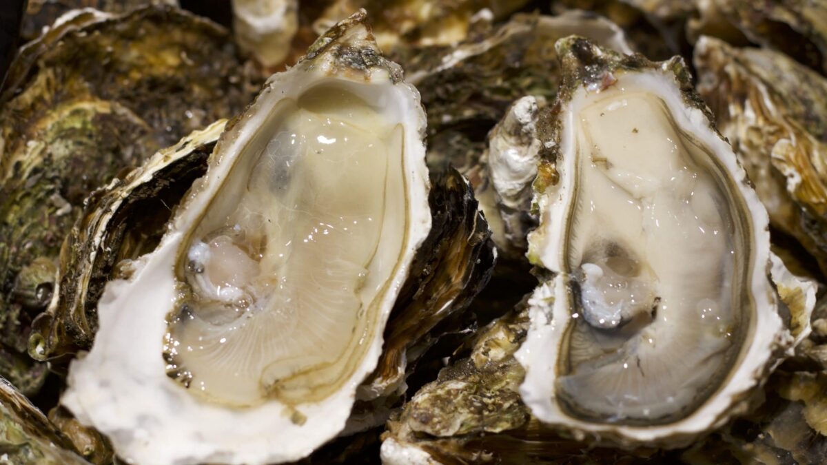 Hérault - les coquillages de l’étang de Thau à nouveau autorisés à la vente