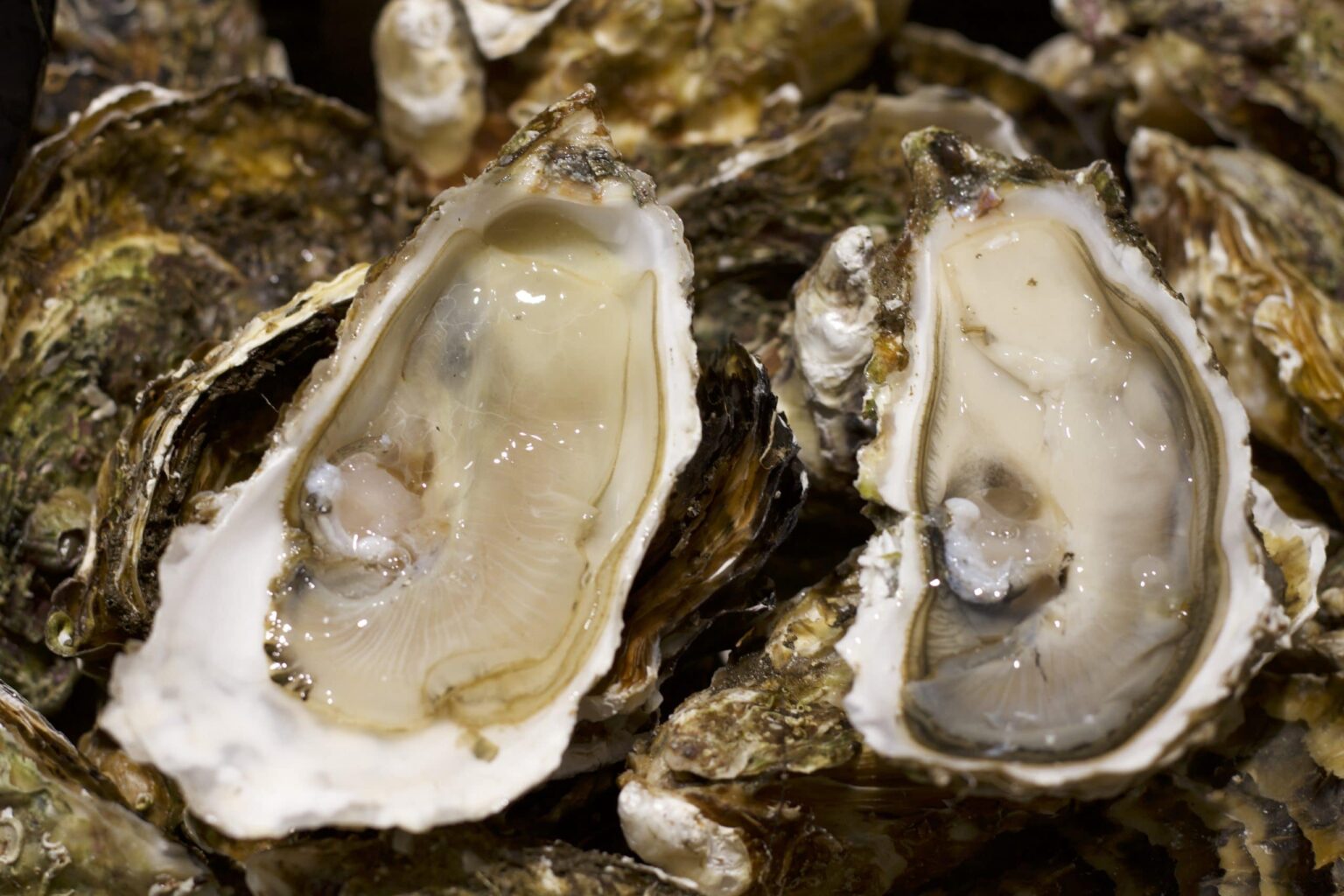 Hérault - Los mariscos de la laguna de Thau vuelven a estar autorizados para la venta