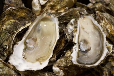 Hérault - les coquillages de l’étang de Thau à nouveau autorisés à la vente