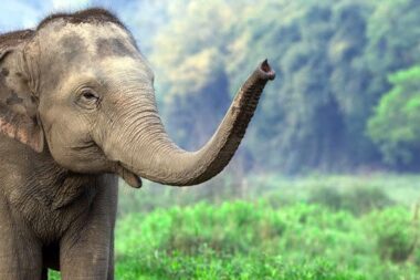 La Thaïlande recourt à un vaccin contraceptif pour limiter la population d’éléphants sauvages près des zones agricoles