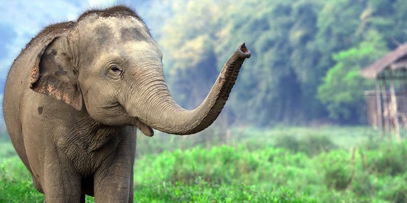 Thailand is using a contraceptive vaccine to limit the population of wild elephants near agricultural areas.