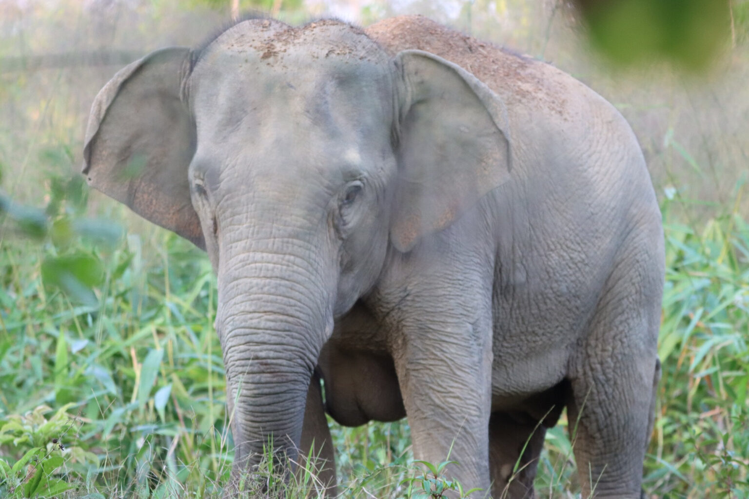 La Thaïlande teste un vaccin contraceptif pour freiner les conflits entre éléphants sauvages et agriculteurs (AP)