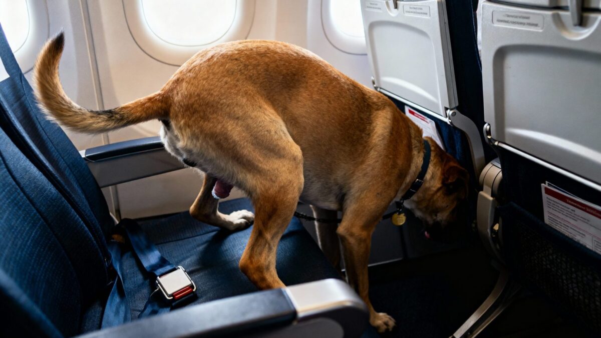 Laisser son chien libre dans un avion peut coûter très cher 