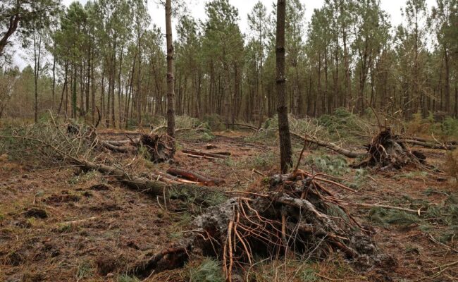 Landes - le préfet ferme l’ensemble du massif forestier après les tempêtes