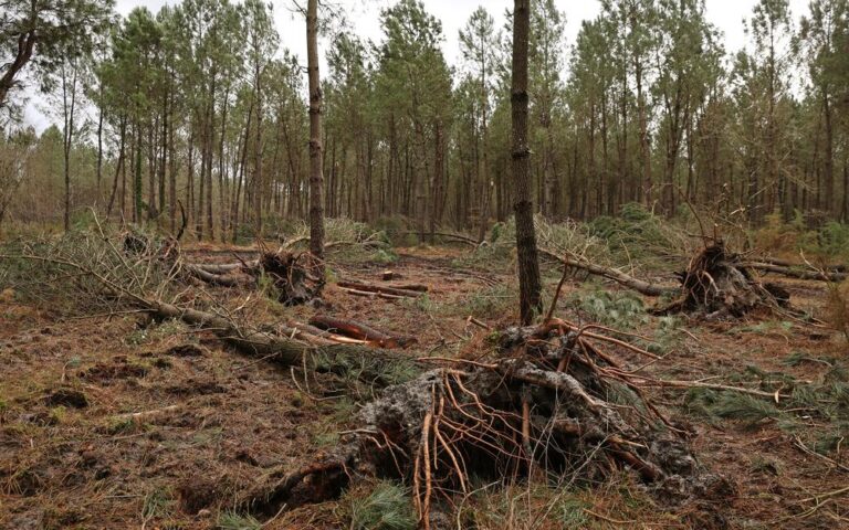 Landes - le préfet ferme l’ensemble du massif forestier après les tempêtes
