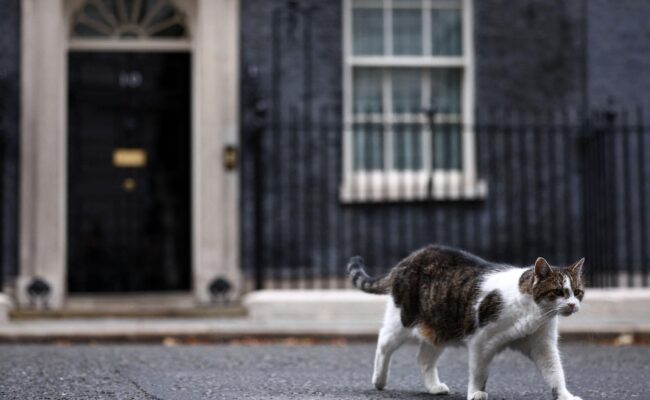 Larry, le « premier félin » britannique, fête ses 15 ans au sommet de l’État (AP)