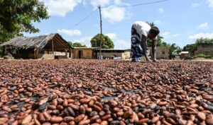 Le Ghana serre la vis aux planteurs pour sauver la filière cacao (ap)