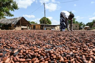 Le Ghana serre la vis aux planteurs pour sauver la filière cacao (ap)