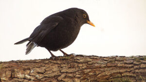 Le bruit humain, nouveau poison pour les oiseaux au moment de nicher