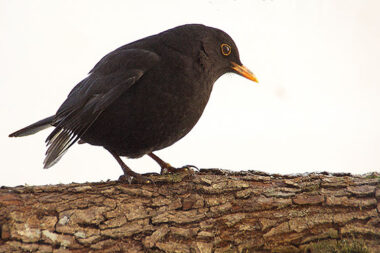 Le bruit humain, nouveau poison pour les oiseaux au moment de nicher