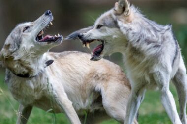 Le plafond d’abattage des loups relevé à 21 % de la population estimée