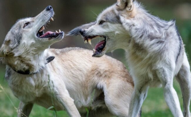 Le plafond d’abattage des loups relevé à 21 % de la population estimée