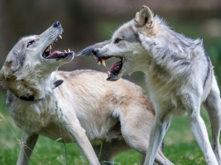 Le plafond d’abattage des loups relevé à 21 % de la population estimée