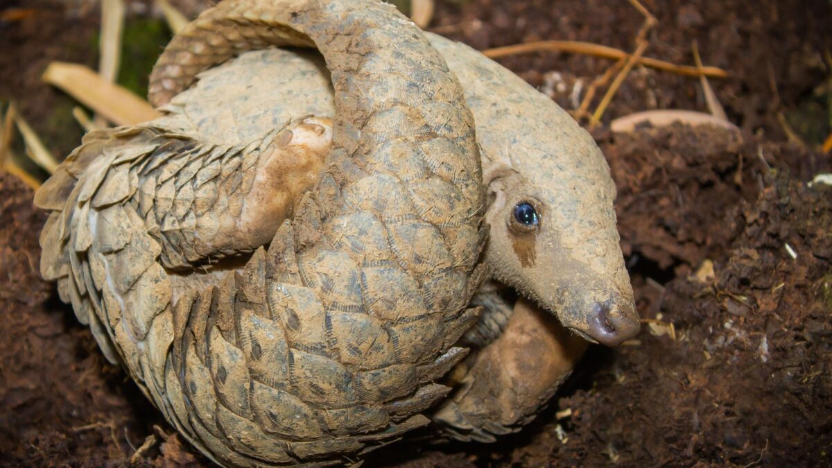 Les pangolins, mammifères les plus trafiqués au monde, toujours au cœur du commerce illégal