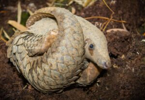 Les pangolins, mammifères les plus trafiqués au monde, toujours au cœur du commerce illégal