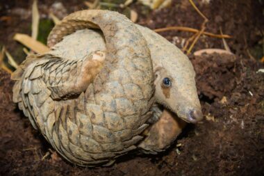 Les pangolins, mammifères les plus trafiqués au monde, toujours au cœur du commerce illégal
