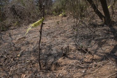 Mexique - des restes humains retrouvés, possiblement liés à l’enlèvement de dix mineurs au Sinaloa