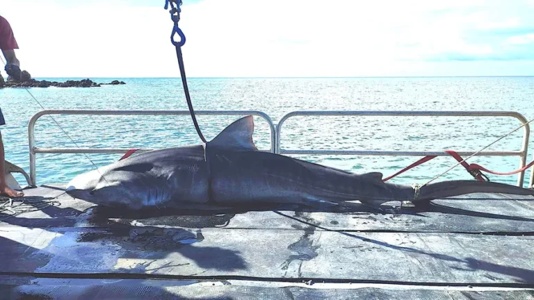 Nouvelle-Calédonie : Nouméa relance les prélèvements de requins après la mort d'un homme hier