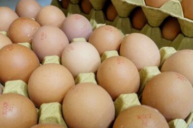 Œufs en cage : 73% des supermarchés en vendent encore, selon l'association Anima