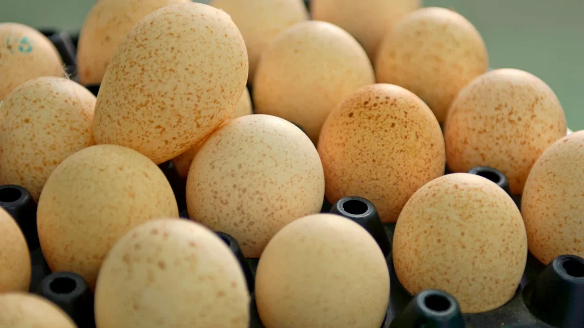 Pourquoi les œufs de dinde restent absents de nos assiettes