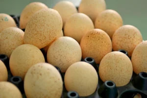 Pourquoi les œufs de dinde restent absents de nos assiettes