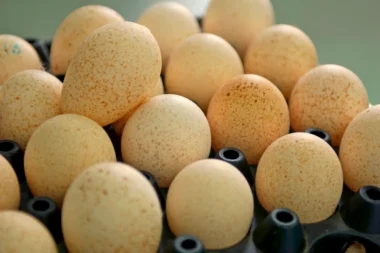 Pourquoi les œufs de dinde restent absents de nos assiettes