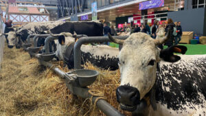 Salon de l’agriculture : fréquentation en chute libre, -25 % en quatre jours