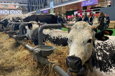 Salon de l’agriculture : fréquentation en chute libre, -25 % en quatre jours