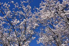 Douceur quasi printanière ce vendredi : gris au nord, soleil au sud, jusqu’à 18°C en Corse