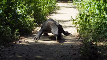 L’Indonésie prête des dragons de Komodo au Japon pour sauver l’espèce