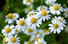 Camomille : une plante aux multiples vertus pour le corps et l’esprit