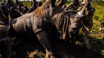 Des rhinocéros réintroduits en Ouganda après plus de 40 ans d’absence