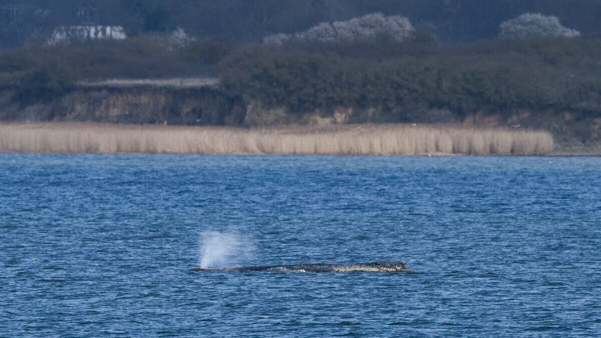 Allemagne : une baleine à bosse piégée dans des eaux peu profondes lutte pour regagner le large