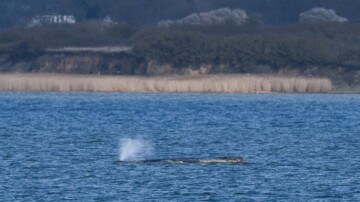 Allemagne : une baleine à bosse piégée dans des eaux peu profondes lutte pour regagner le large