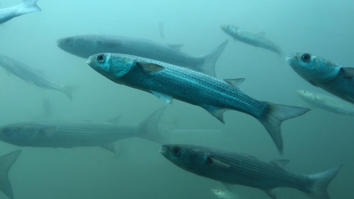 L'ONU sonne l'alarme sur les poissons migrateurs, ces grands oubliés des rivières