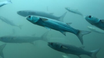 L'ONU sonne l'alarme sur les poissons migrateurs, ces grands oubliés des rivières