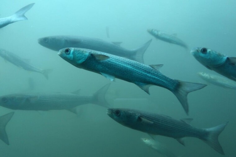 L'ONU sonne l'alarme sur les poissons migrateurs, ces grands oubliés des rivières