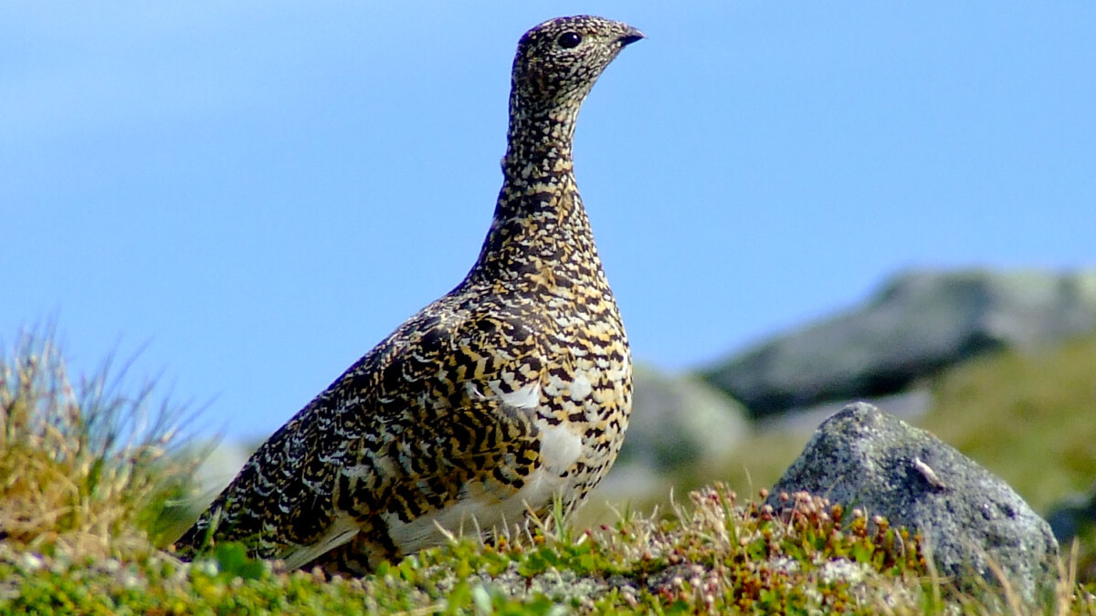 Le Conseil d’État ordonne la suspension de la chasse au lagopède pendant cinq ans