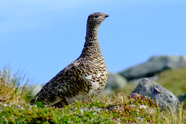 Le Conseil d’État ordonne la suspension de la chasse au lagopède pendant cinq ans