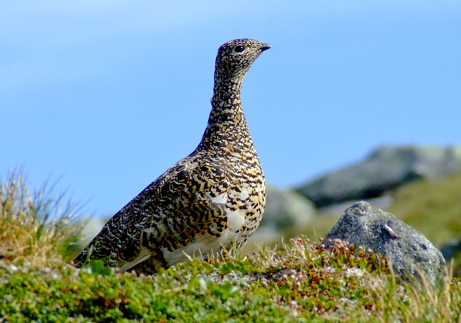 Le Conseil d’État ordonne la suspension de la chasse au lagopède pendant cinq ans