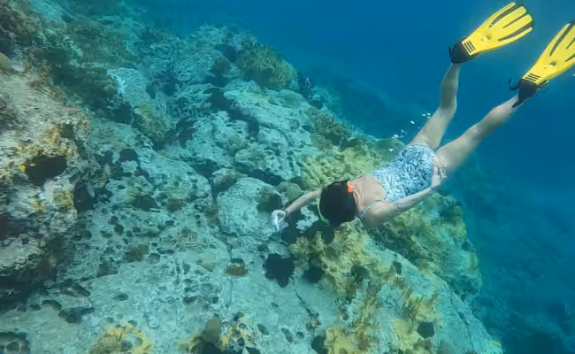 Les îles des Caraïbes veulent lever 200 millions de dollars pour protéger la biodiversité