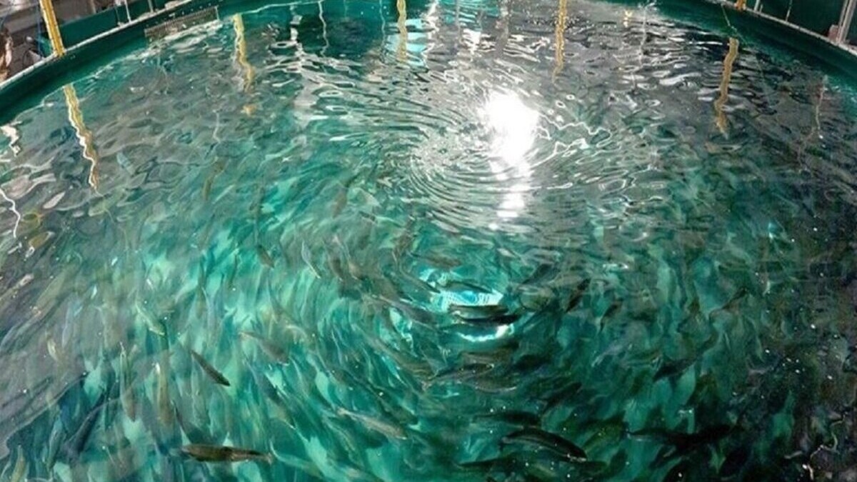 Mégaferme de saumons en Gironde : feu vert provisoire malgré une forte contestation