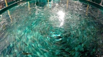 Mégaferme de saumons en Gironde : feu vert provisoire malgré une forte contestation