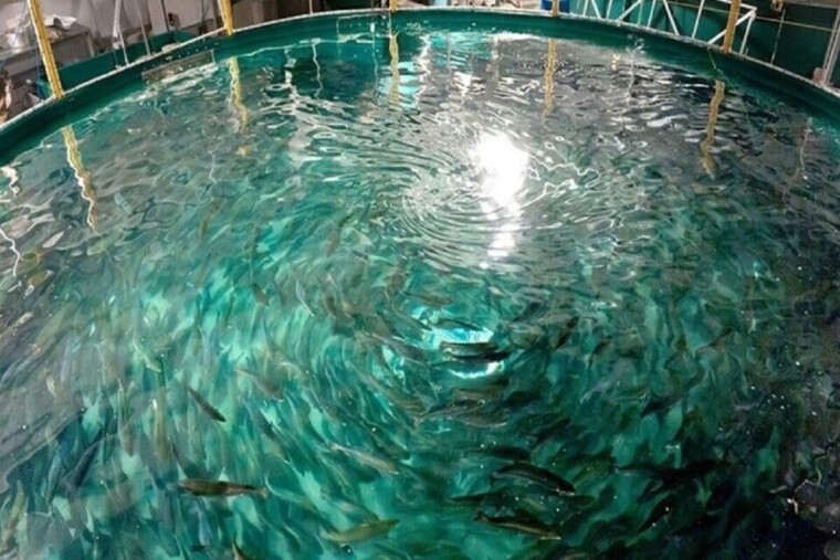 Mégaferme de saumons en Gironde : feu vert provisoire malgré une forte contestation