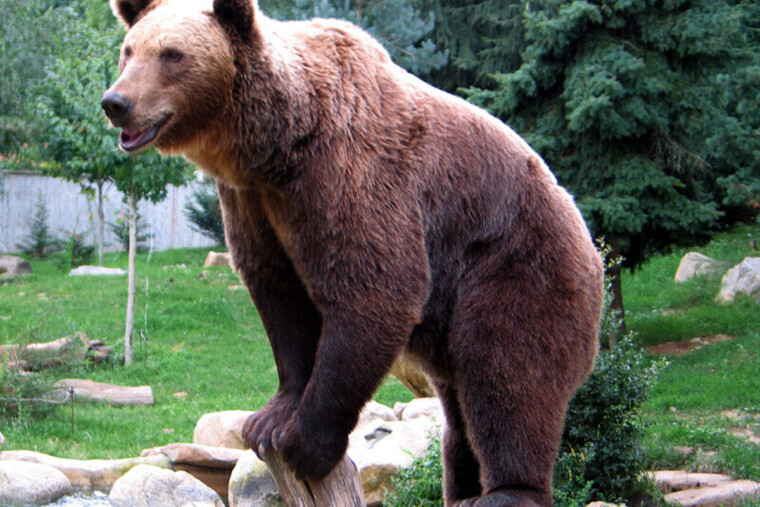Pyrénées: 108 ours recensés, la population grimpe mais l'ombre de la consanguinité plane