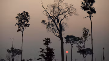 Brésil : les banques mobilisées pour traquer la déforestation en Amazonie