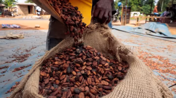 Cacao : en Côte d’Ivoire, les producteurs attendent des pluies cruciales pour la récolte