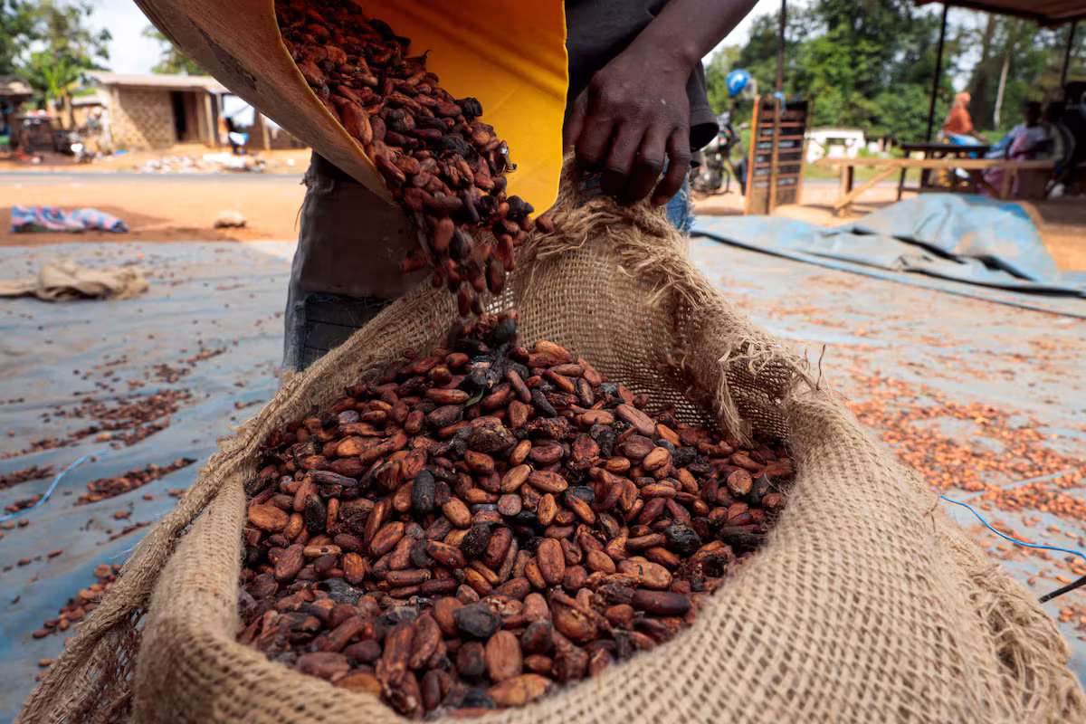 Cocoa: In Ivory Coast, producers are waiting for crucial rains for the harvest