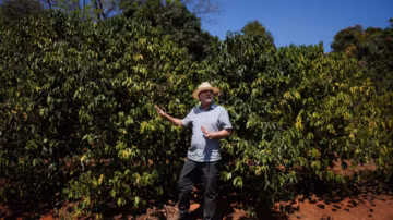 Climat : au Brésil, la science réinvente le café pour sauver l’arabica menacé