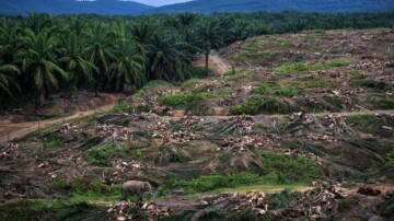Déforestation tropicale : le recul de 2025, un répit encore fragile